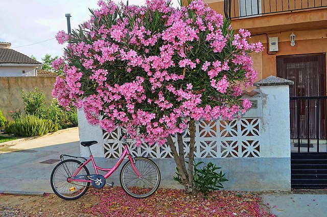 Adelfa_con_bici_rosa_(15937021211)